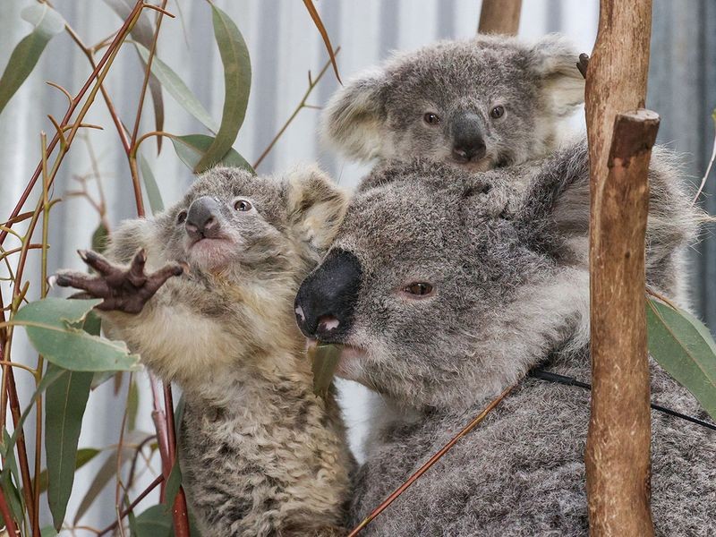 New state laws have sought to limit the ability of farmers to clear land deemed important for koala habitat, setting off a political brawl between urban conservationists and people in the bush who wanted to manage their own property. Image Credit: Reuters